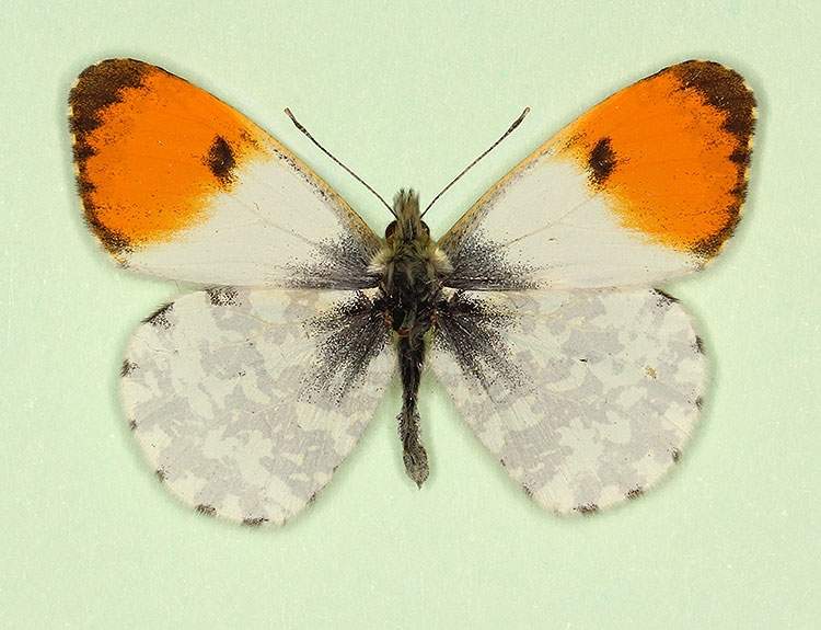 Anthocharis cardamines male (aberrant form crassipuncta) (Internet Image property of respective owner, non-commercial use only)